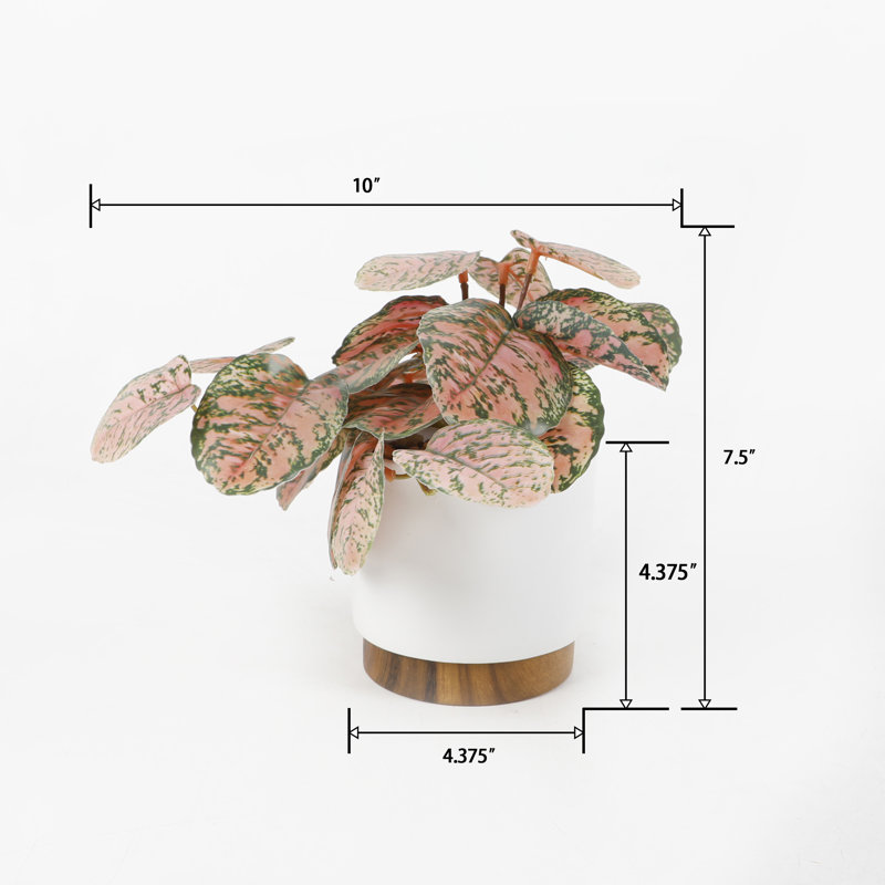 Trailing Plant In 4.25" Ceramic 4.25*4.25*4.25