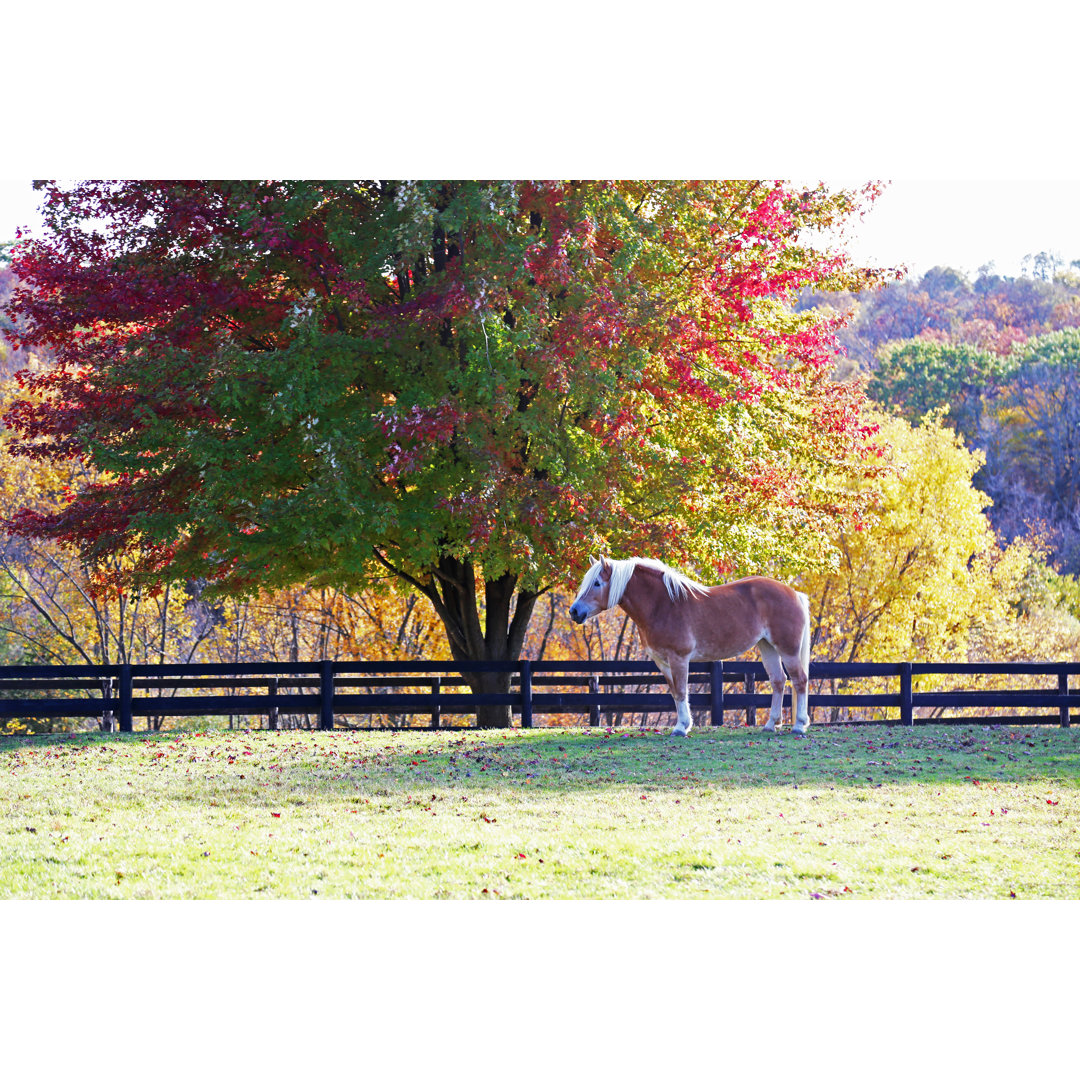 Pferd stehend unter Baum im Herbst von Driftlessstudio - Druck