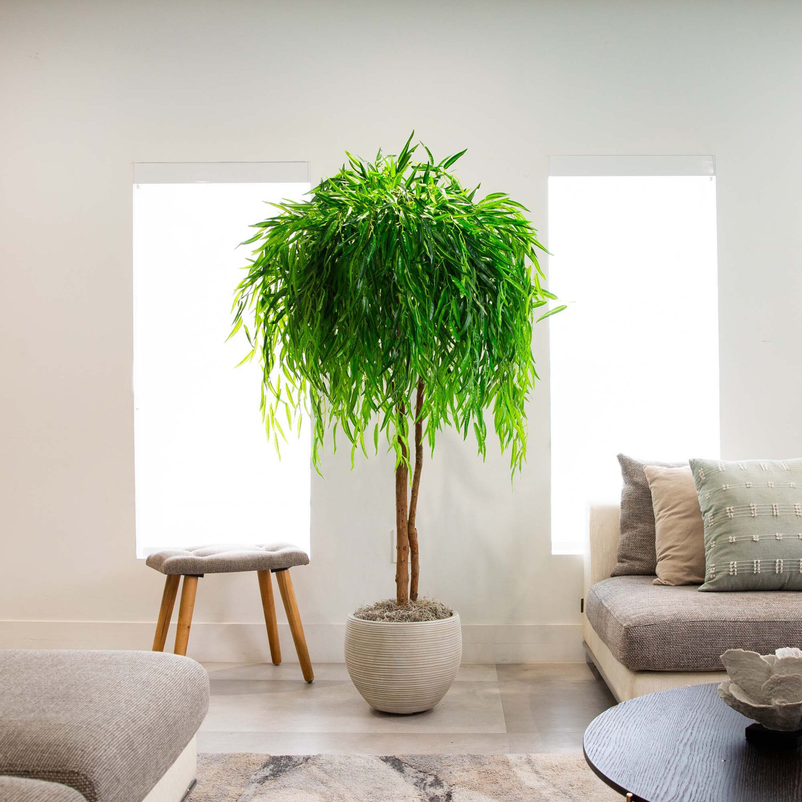 Willow Tree in Nursery Pot, 96" H x 40" W x 40" D