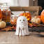 Halloween Decorative Accent