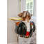 Butler boxer Rosevale
