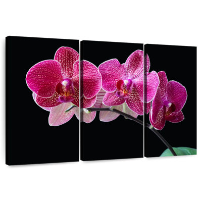 Orchidée