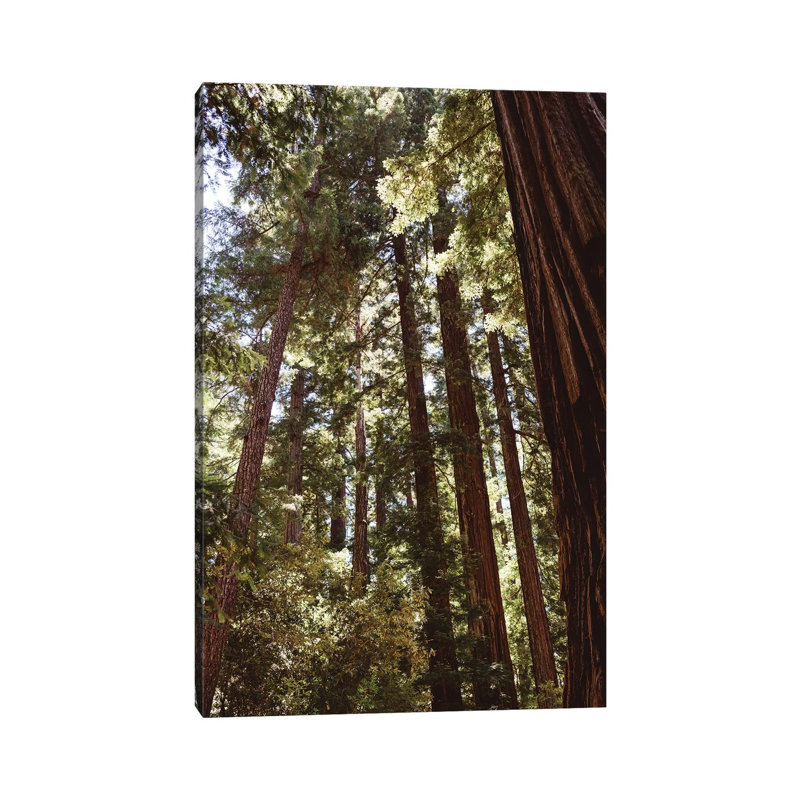 Redwood Forest XII by Bethany Young - Print on Canvas, 66.04cm H x 45.72cm W x 3.81cm D, Wrapped Canvas