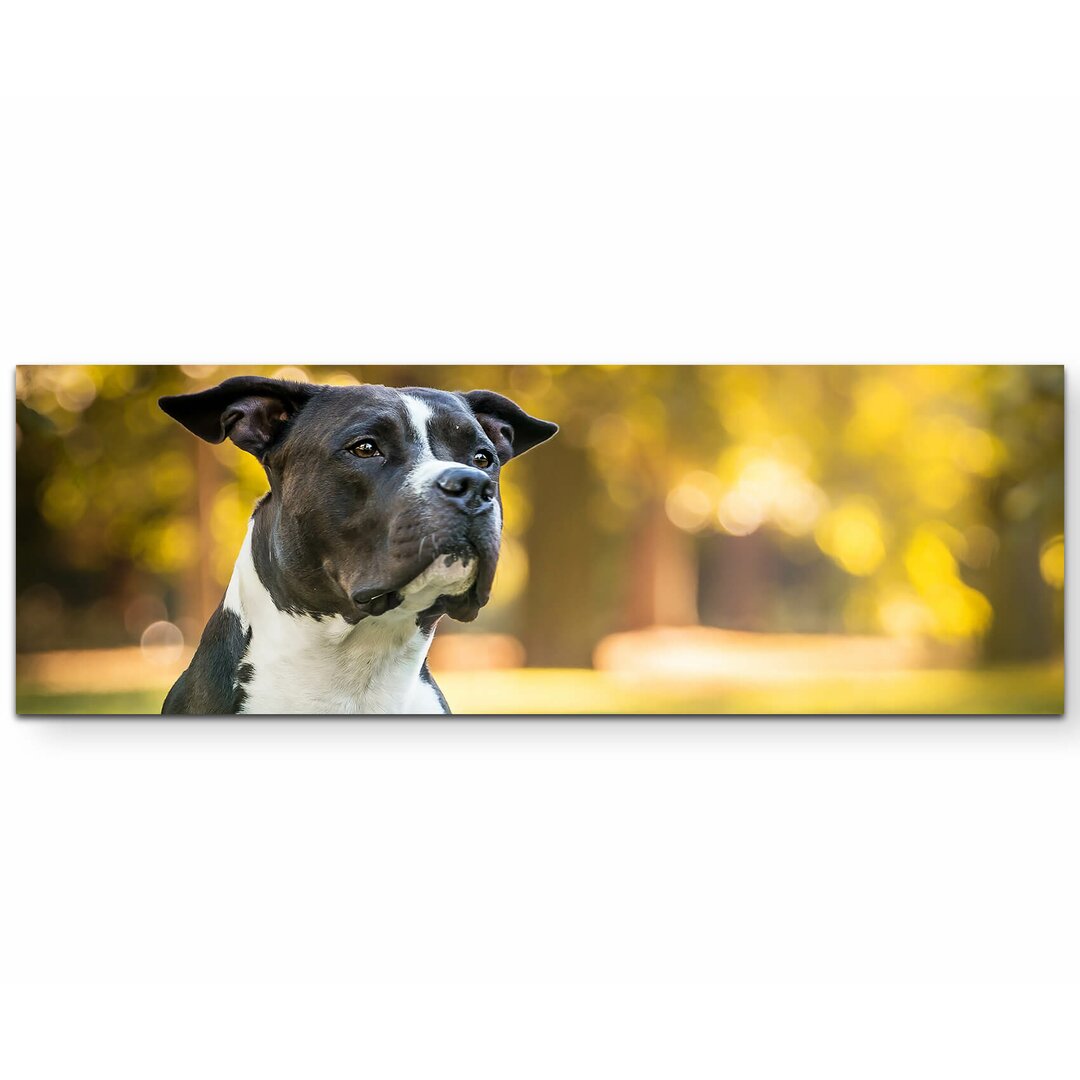 Leinwandbild American Staffordshire Terrier im Park