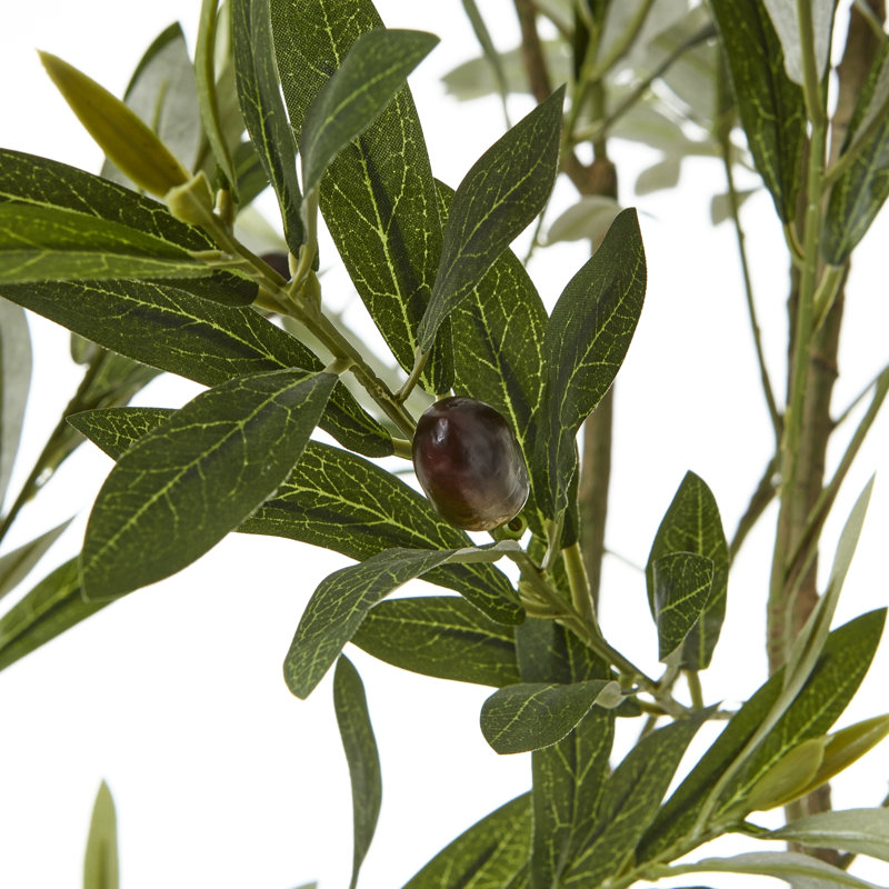 Andaiye Plant in Pot, 200cm H x 20cm W x 20cm D