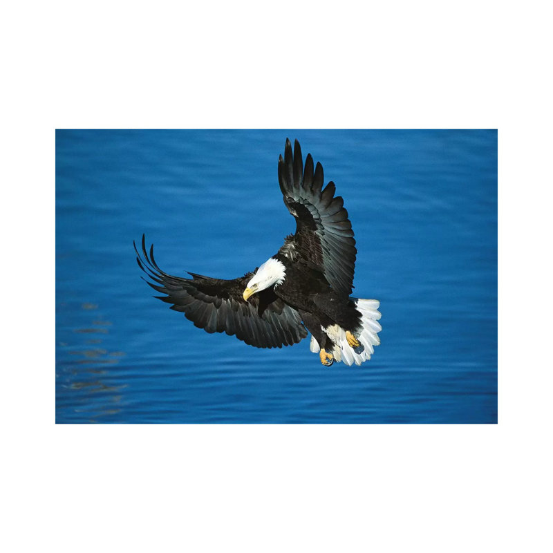 Bald Eagle Flying Over Water, Kenai Peninsula, Alaska by Tom Vezo - Wrapped Canvas Print