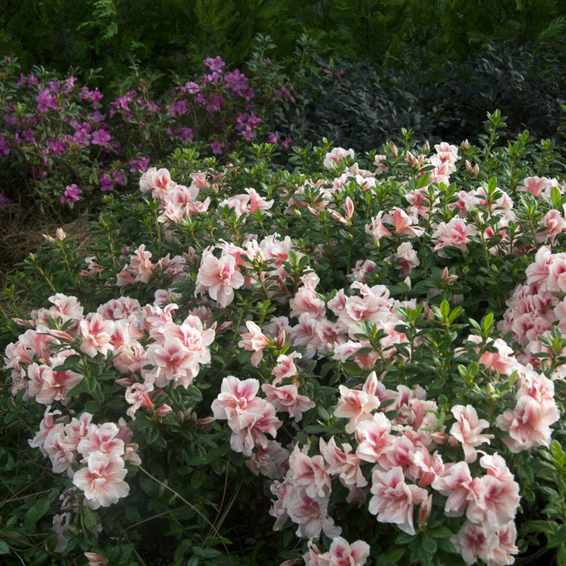 1 Gallon Autumn Belle Encore Azalea Live Low Maintenance Plant
