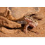 " Leopard Gecko " by Daniel Castillo