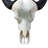 Real Female Cape buffalo Skull