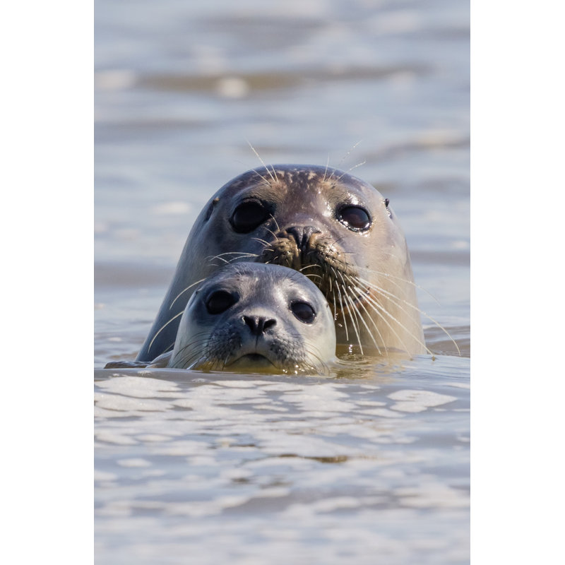 Seals In French Estuary - Wrapped Canvas Print, 76cm H x 51cm W x 3.8cm D