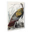 Wild Turkey by John Audubon - Wrapped Canvas-55300551
