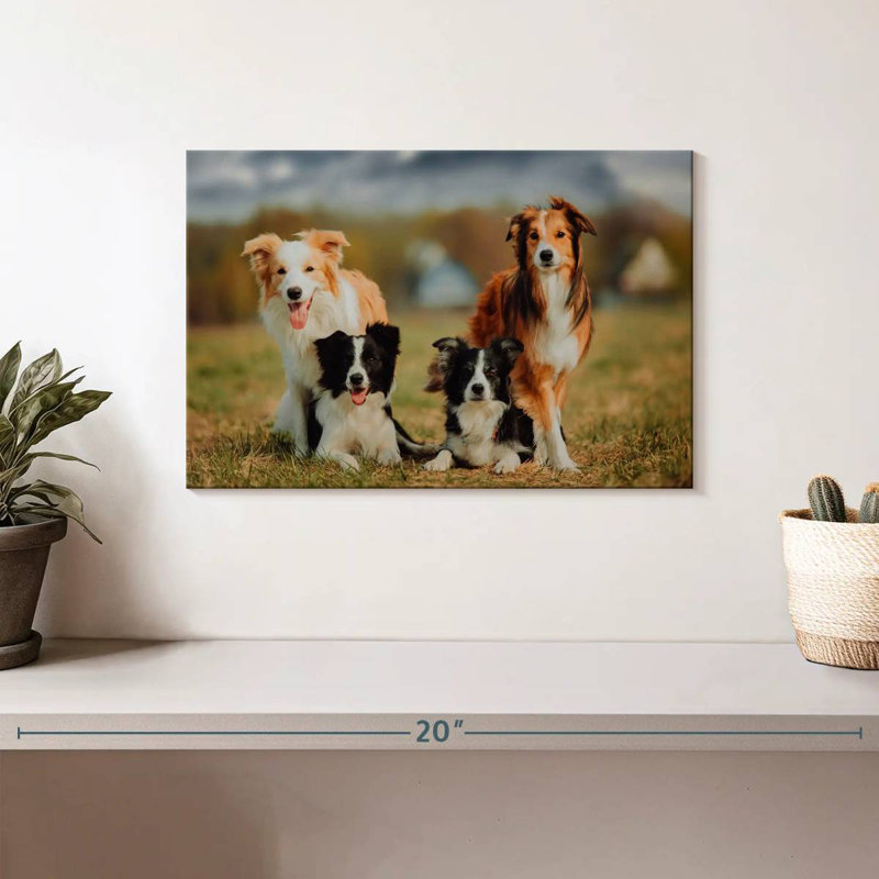 Crowle Border Collie - chiens, H 8 po x l 12 po
