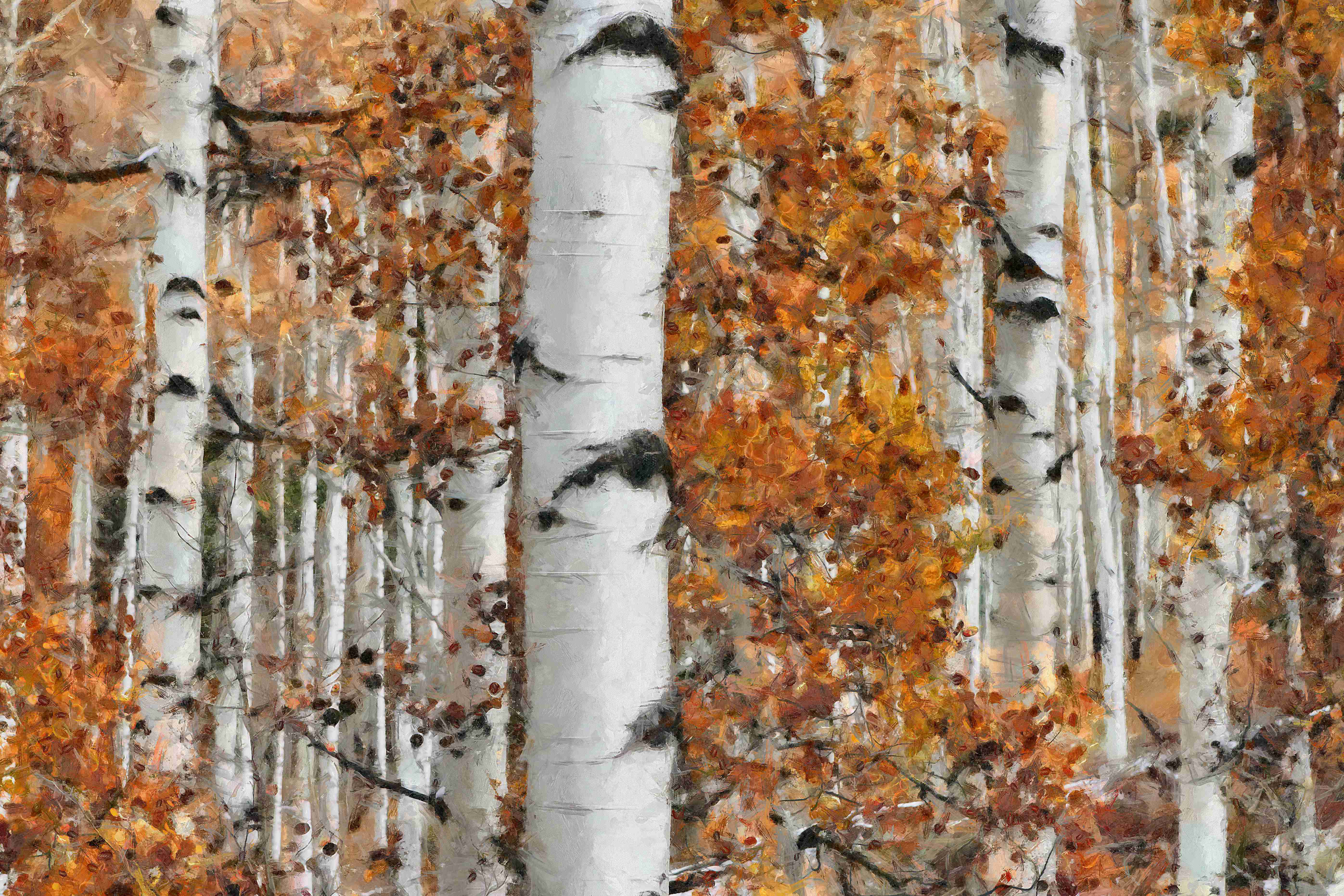 Millwood Pines Fall Birch Forest - Wrapped Canvas Graphic Art | Wayfair