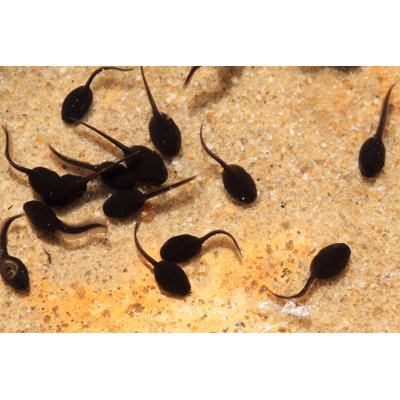 Tadpoles In The Water 1 Piece Wrapped Canvas Wall Art