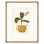 Botanical Studies Print by Susan Hable