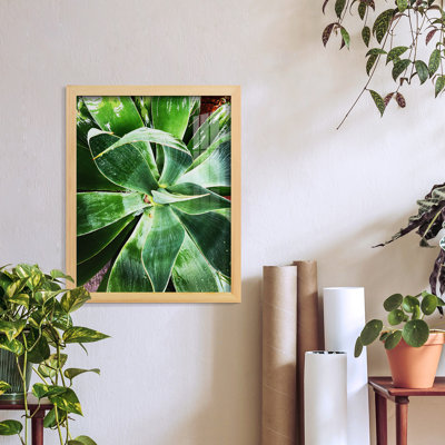 Green Tropical Succulent II - reproduction d'un seul cadre photo