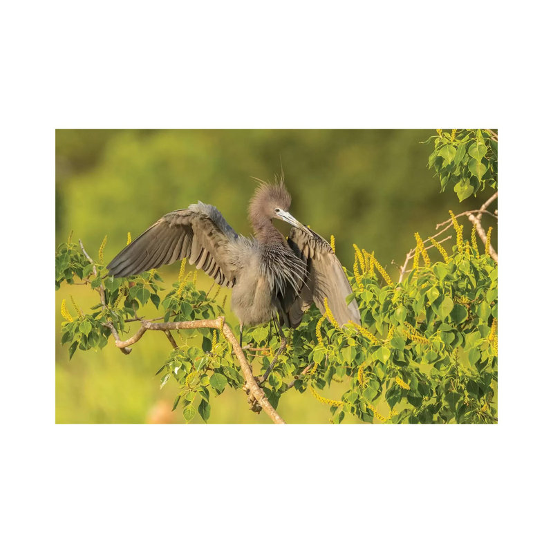 USA, Louisiana, Vermilion Parish. Little Blue Heron Close-up. by Jaynes Gallery - Wrapped Canvas Gallery-Wrapped Canvas Giclée