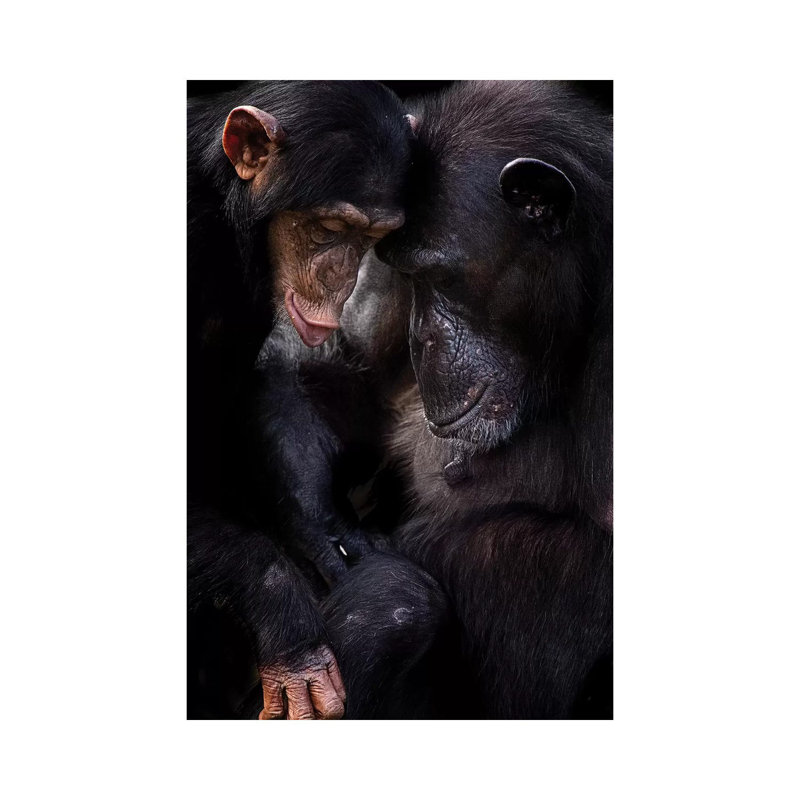 Chimpanzees by David Whelan - Wrapped Canvas Gallery-Wrapped Canvas Giclée, 20.32 cm H x 30.48 cm W