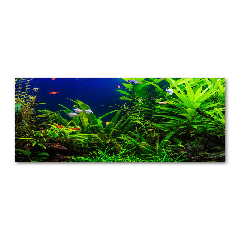 Fish In The Aquarium - Wrapped Canvas Print