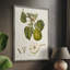 Vintage Pears VI, reproduction encadrée - bois massif-2094107315