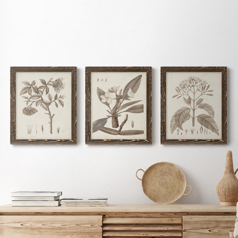 Antique sépia botanicals I - ensemble de 3 reproductions d'art sur toile, Noyer, H 20 po x l 51 po x P 1,5 po