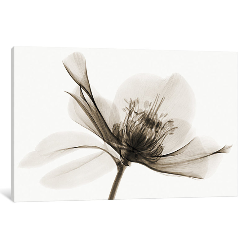 « hellebore ii » par robert poulailler, impression sur toile tendue, H 26 po x l 40 po x P 1,5 po