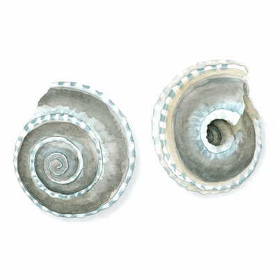 Aquarelle de coquillages IV