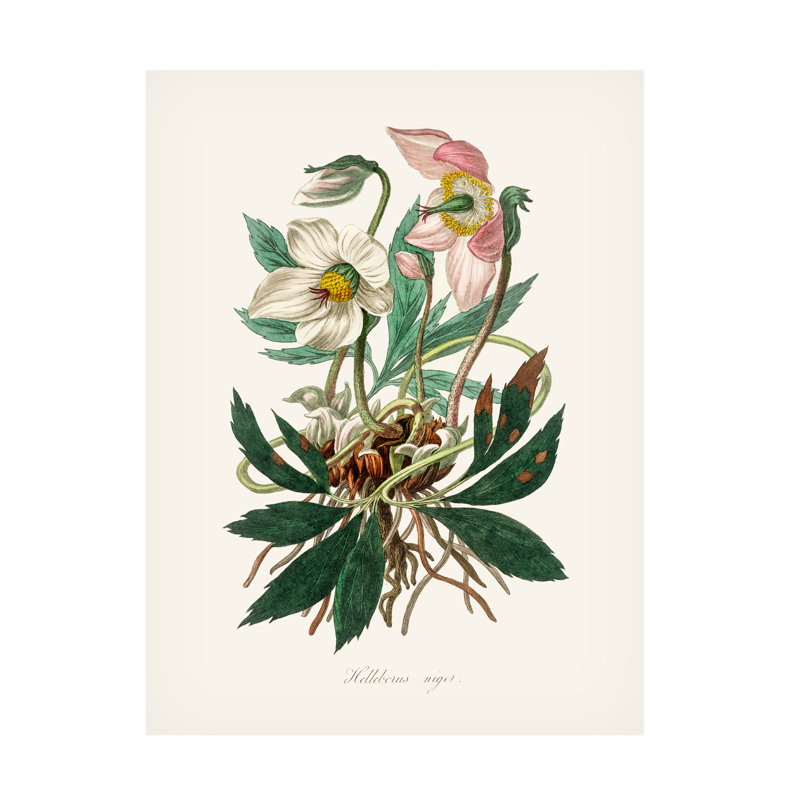 Œuvre d'art sur toile botanique à la bolognaise, John Stephenson, H 19 po x l 14 po