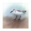 «Sand Piper B» par David Manlove, impression sur toile tendue-671078560