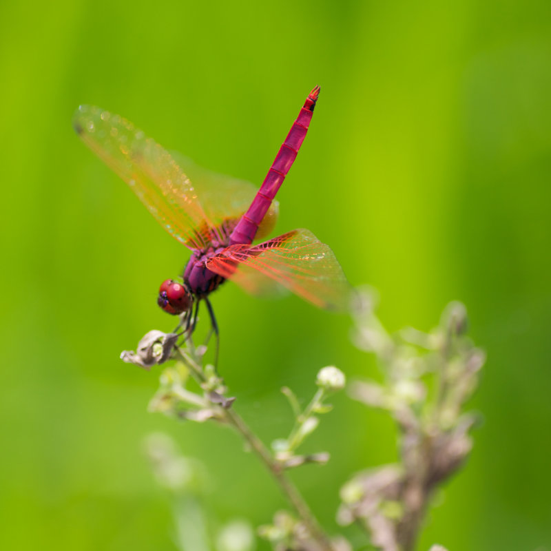 Cremorne Red Dragonfly - Wrapped Canvas Print, 30cm H x 30cm W x 3.8cm D
