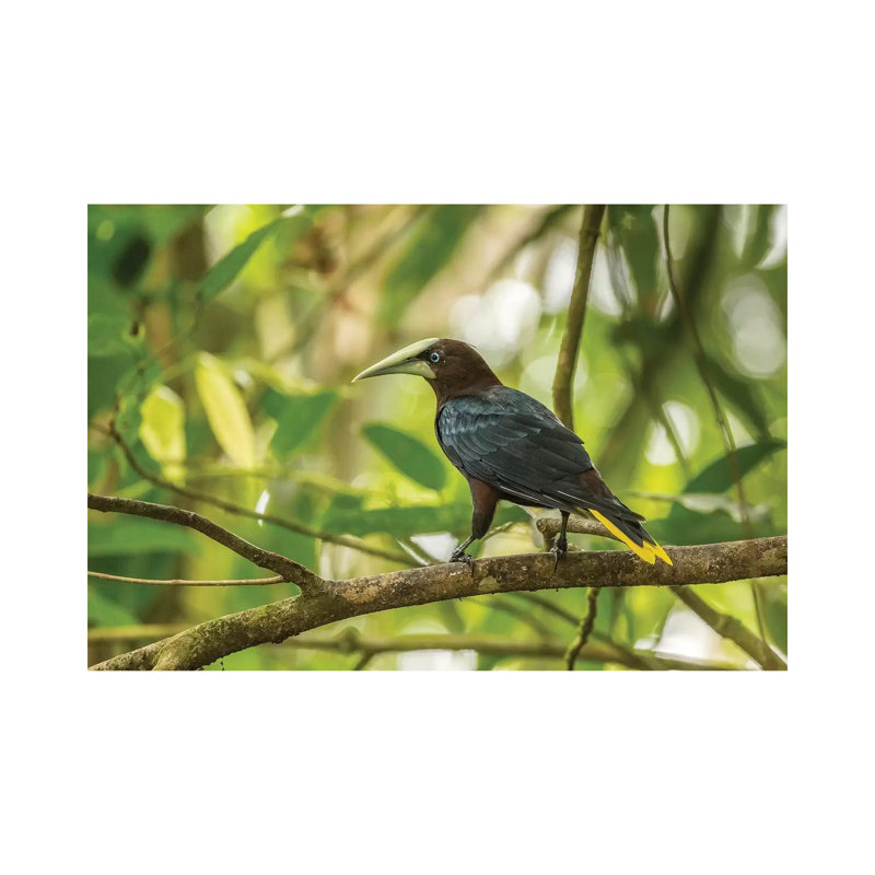 Costa Rica, Sarapiqui River Valley. Chestnut-Headed Oropendola Bird On Limb. by Jaynes Gallery - Wrapped Canvas Print