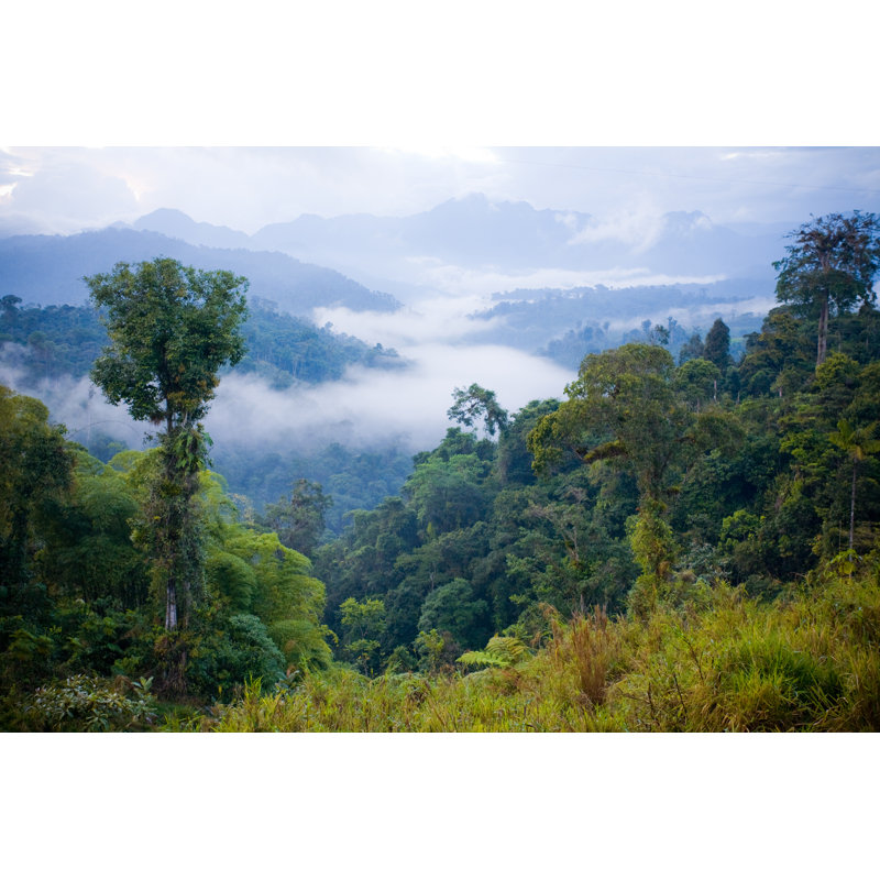 A View Over A Rainforest by Kalistratova - Wrapped Canvas Print, 81cm H x 122cm W x 3.8cm D