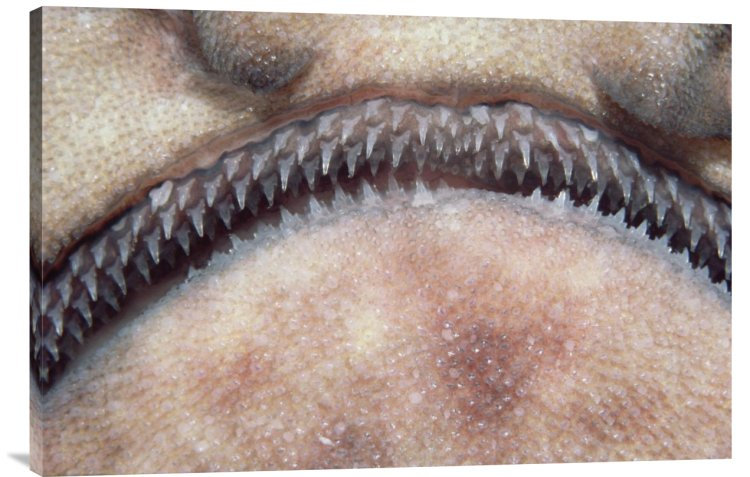 " Swell Shark Close-Up Of Teeth ", 20" H x 30" W, Wrapped Canvas