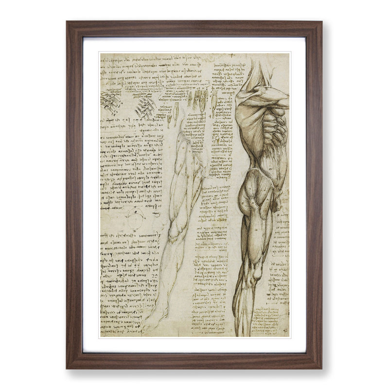 Human Anatomy Vol.6 by Leonardo Da Vinci - Picture Frame Drawing, 48cm H x 36cm W x 2cm D, Walnut Framed