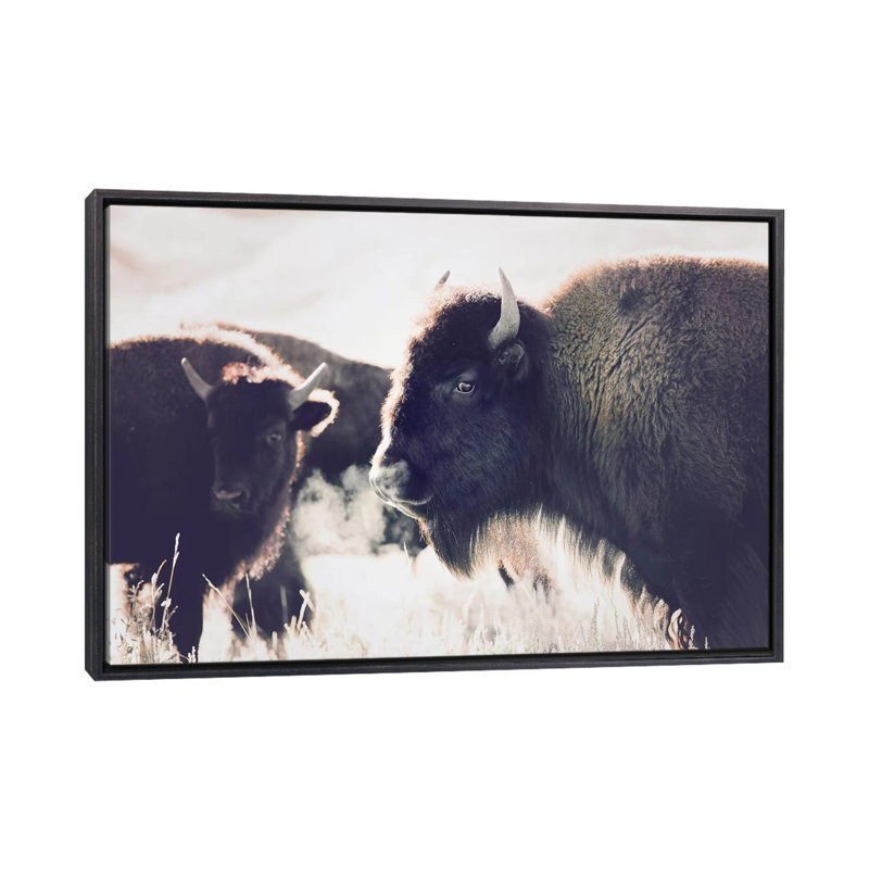 Photographie buffalo, H 26 po x l 40 po x P 1,5 po, Toile avec cadre noir patiné