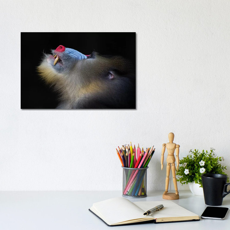 Mandrill Looking Up - Wrapped Canvas Print, 20.32 cm H x 30.48 cm W
