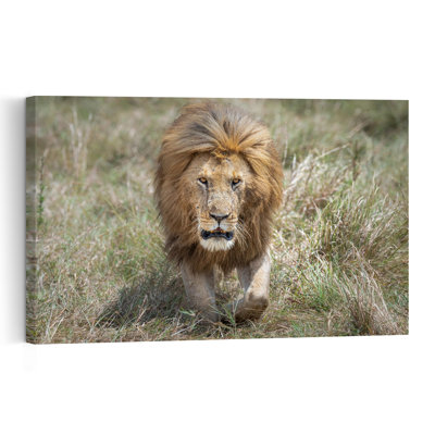 Golden Mane Lion Contemporary Wall Art Print by Jeffrey C. Sink - 1 Piece Wrapped Canvas Wall Art