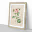 A Pink Rose by Pierre-Joseph Redoute - Framed Print-55450993-55450996