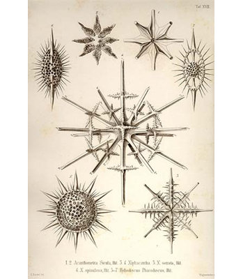 " Acanthometra Sicula Xiphacantha Types And Heliodiscus Phacodiscus " by Ernst Haeckel