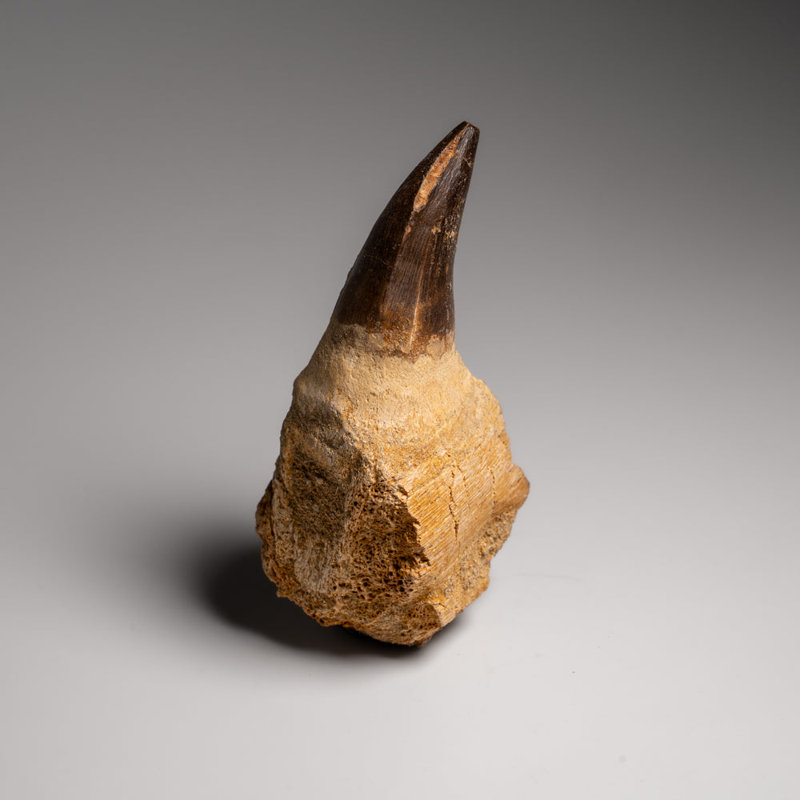 Genuine Mosasaur Tooth With Root (163.5 Grams)