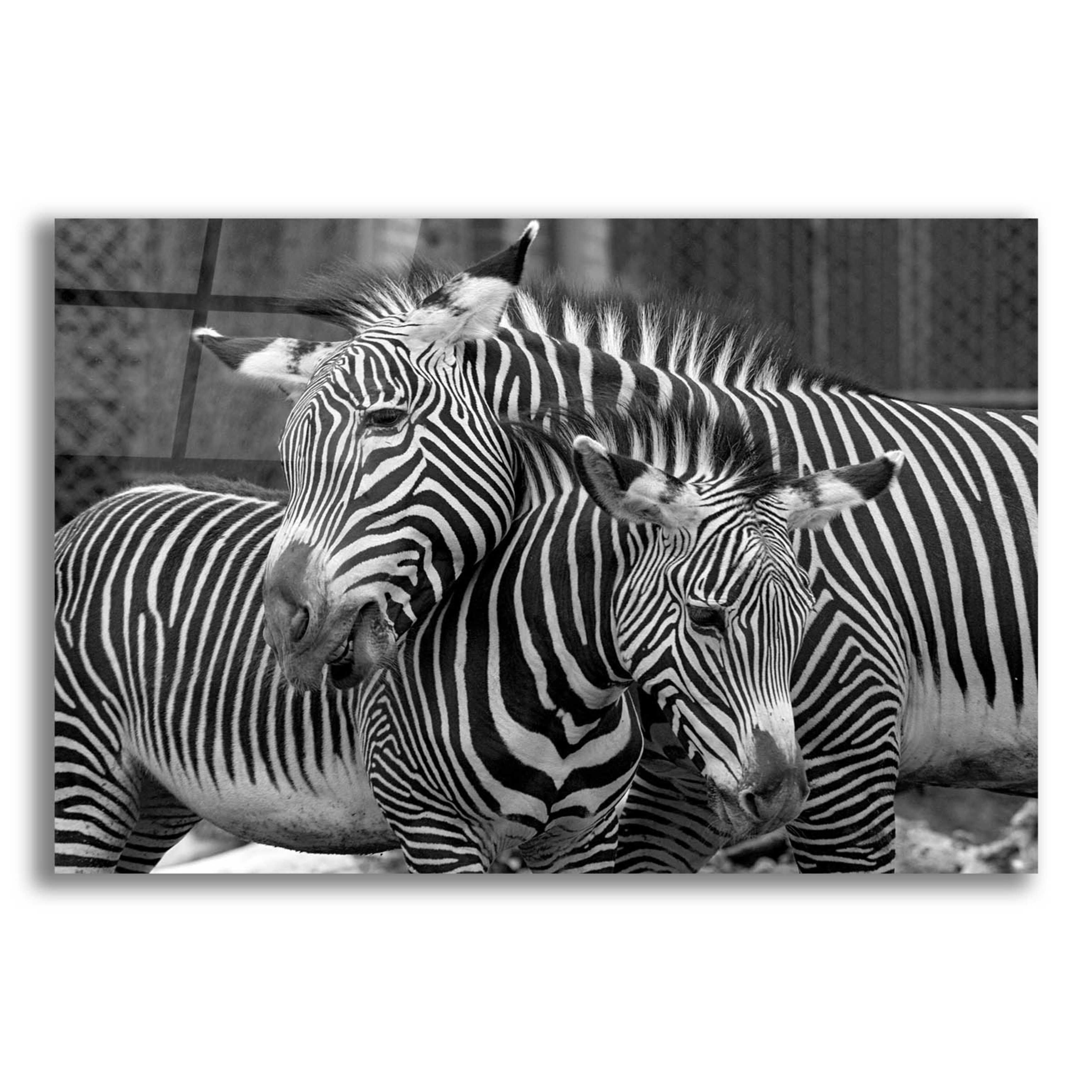 Latitude Run® Zebras On Plastic/Acrylic by Mike Jones Print Wayfair