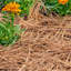 Paille de pin longue feuille