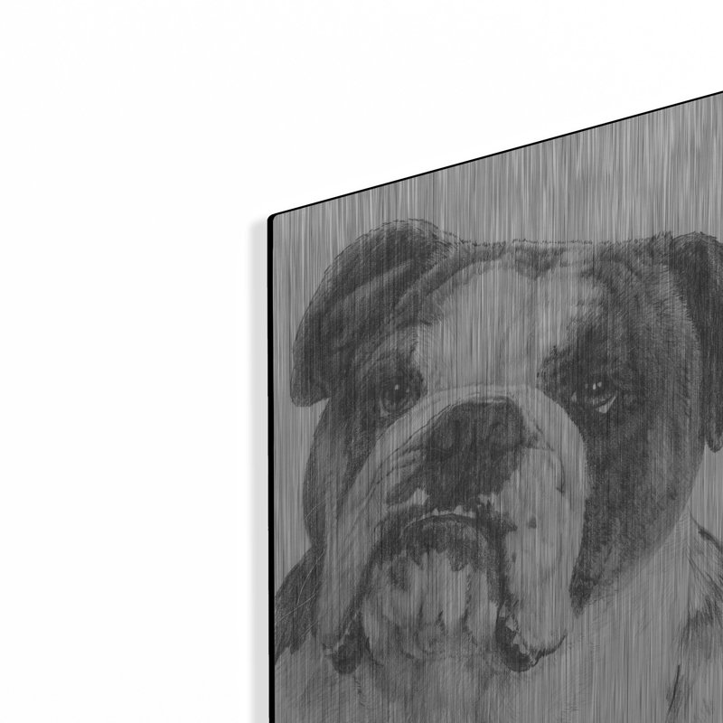 «American Bulldog» par Barbara Keith, H 16 po x l 12 po