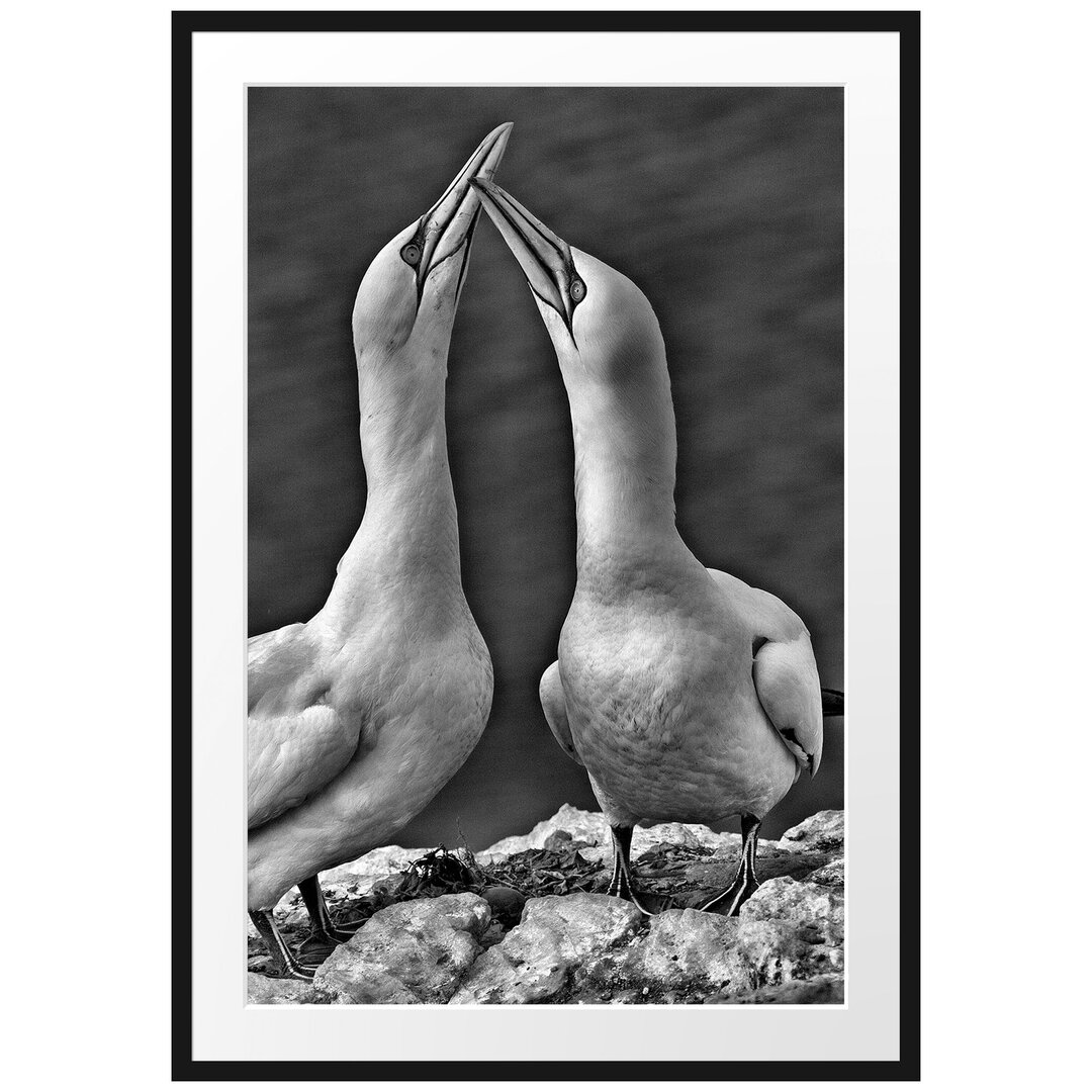 Gerahmtes Poster Außergewöhnliche Vögel am Meer