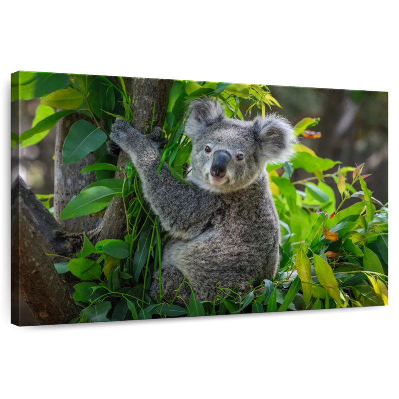 Cute Koala, 20" H x 30" W