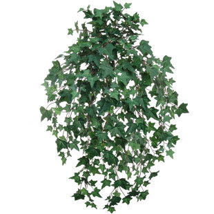 33" plante anglaise suspendue de lierre