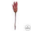 Vickerman 14" Repens on a Natural Stem. Includes 6 Stems per Bunch, Dried-1478476216