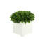 Boxwood Arrangement In Square Pot