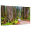 Harnek Redwood Forest Dirt Road-108841604
