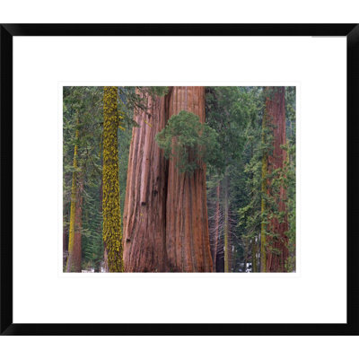 «Giant Sequoia Trees, California» par Tim Fitzharris - reproduction de photo sur papier encadrée